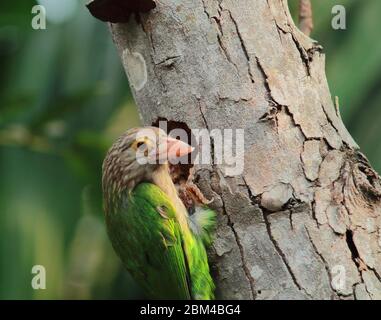 Ein gerader Barbet (psilopogon lineatus) in brütendem Gefieder, der versucht, ein Nest in Sundarban, West-bengalen in indien zu bauen Stockfoto