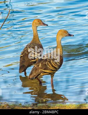 Ein Paar australischer pfeifender Enten, Dendrocygna eytoni, steht im flachen blauen Wasser des Sees in Bundaberg botanischen Gärten Stockfoto