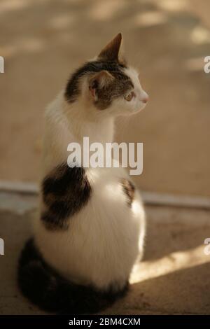 Unglaublich schöne weiß gefleckte Katze Porträt im Freien Stockfoto