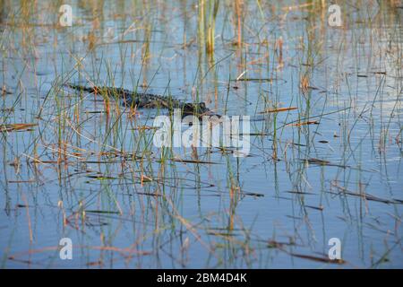 Davie, Vereinigte Staaten Von Amerika. Dez. 2016. DAVIE, FL - JUNI 08: Arm im Alligator gefunden, der aus dem Davie See gezogen wurde; Frau glaubte tot zu sein - Frau verschwindet, während sie Hunde im Silver Lakes Rotary Nature Park spazieren geht. Hinweis Keine Gefahrenzeichen wurden gepostet und Bewohner behaupten, dass Fort Lauderdale Behörden wussten, dass der tödliche Alligator war dort am 8. Juni 2018 in Miami Beach, Florida Menschen: Frau tot Kredit: Stürme Media Group / Alamy Live News Stockfoto