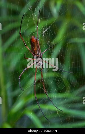 Schwarze Holzspinne - Nephila kuhlii, schöne große Spinne auf dem Netz aus südostasiatischen Wäldern und Wäldern, Malaysia. Stockfoto