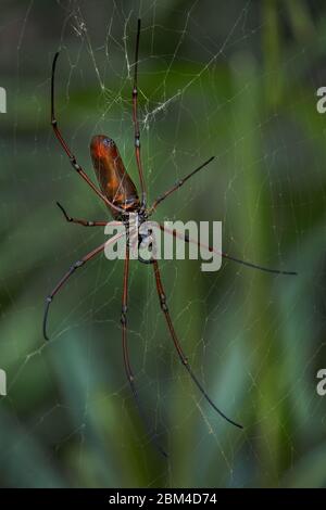 Schwarze Holzspinne - Nephila kuhlii, schöne große Spinne auf dem Netz aus südostasiatischen Wäldern und Wäldern, Malaysia. Stockfoto