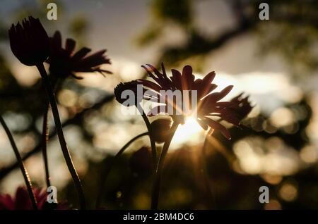 Berlin, Deutschland. Mai 2020. Die tiefe Sonne scheint in einem Garten durch die Blüten eines australischen Gänseblümchens. Quelle: Jens Kalaene/dpa-Zentralbild/ZB/dpa/Alamy Live News Stockfoto