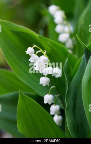 Convallariaarten Majalis. Glockenförmigen Blüten von Lily Of The Valley. Stockfoto