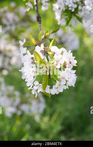 Sweet Cherry' William's Seedling' Blüten im Frühling. Stockfoto