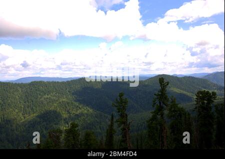 Ein Blick durch hohe Kiefern zu den Gipfeln der Bergketten unter weißen Cumuluswolken. Altai, Sibirien, Russland. Stockfoto