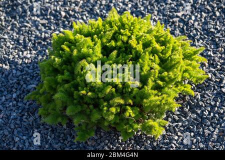 Aromatische mehrjährige Pflanze Baldmoney oder Spignel oder Spikenel oder Spiknel (Meum athamanticum) Stockfoto