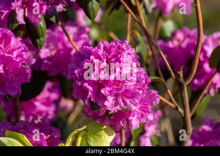 Rosa Blume von Rhododendron dauricum Stockfoto
