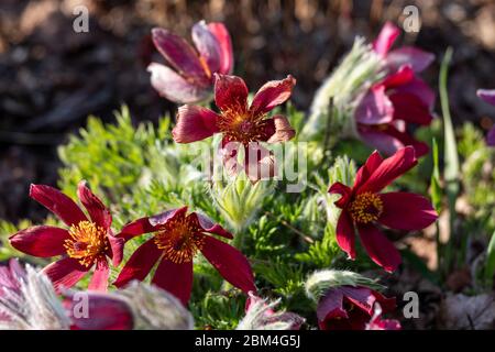 Pasqueflower Pulsatilla vulgaris Stockfoto