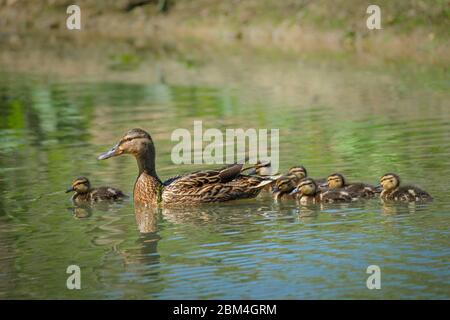 Weiblicher Mallard mit Entlein. Stockfoto