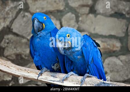 Ein paar schöne blaue und gelbe Aras Stockfoto