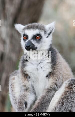 Katta (Lemur Catta) Stockfoto