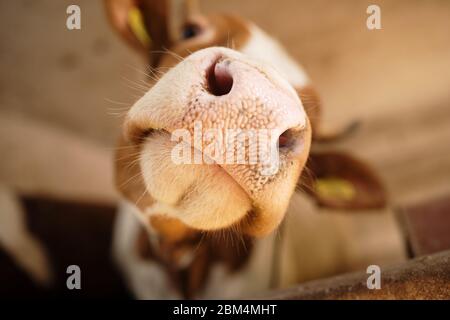 Nahaufnahme der Schnauze einer Kuh auf einem Bauernhof Stockfoto