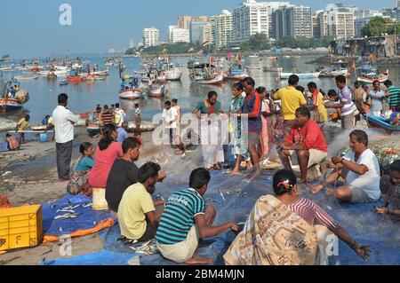 Fischer und Familienmitglieder sortieren Fisch bei Machchimar Colony (Machimar Nagar), eine kleine Fischersiedlung vor Cuffe Parade, Süd-Mumbai, Indien Stockfoto