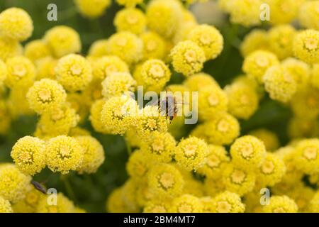 Nahaufnahme / Makro der gelben Santolina Hybride Blumenköpfe. In der Mitte des Fotos eine Biene. Santolina Blüten gehören zur Familie der Sonnenblumen. Stockfoto