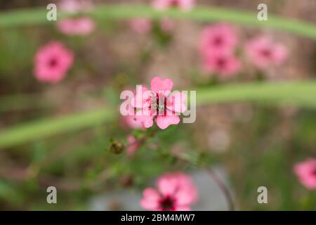 Nahaufnahme von Potentilla Nepalensis (allgemein bekannt als Nepal Cinquefoil) mit einer Schwebfliege (Syrphidae). Rosa-rote Blume mit fünf Blütenblättern. Stockfoto