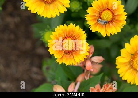 Nahaufnahme der gewöhnlichen Blanketblume. Genauer gesagt eine Gaillardia Aristata Arizona Apricot. Runde Blume mit roten, gelben und orangefarbenen Blütenblättern. Stockfoto