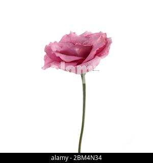 Schöne rosa Blüten auf weißem Hintergrund isoliert. Frühling oder Sommer Hintergrund. Stockfoto