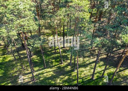 Luftaufnahme des grünen Kiefernwaldes mit langen kontrastreichen Schatten von Stämmen am sonnigen Morgen. Drohnenfoto von oben aufgenommen. Stockfoto