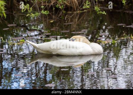 Schlafender weißer Schwan, der auf dem Wasser eines Teiches nahe dem Weßling See (Weßlinger See) schwimmt. Schwäne können auf einem Bein oder im Schweben schlafen. Stockfoto