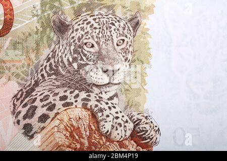 Jaguar ein Porträt aus brasilianischem Geld Stockfoto