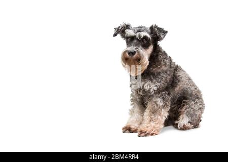 Schöner Hund Miniaturschnauzer sitzt auf weißem Hintergrund Stockfoto