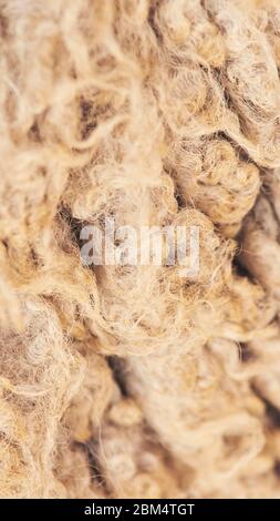 Traurig kulunda Zucht Schafe. Maulkorb teilen. Fleisch- und Pelzproduktion. Tierwolle. Nahaufnahme des Strukturmusters Stockfoto