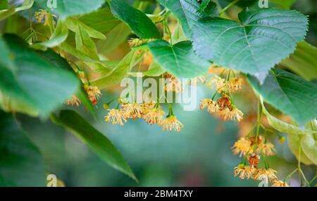 Lindenblüten .Tilia-Arten sind große Laubbäume, die typischerweise 20 bis 40 Meter hoch sind und 6 bis 20 Zentimeter schräge Blätter haben Stockfoto