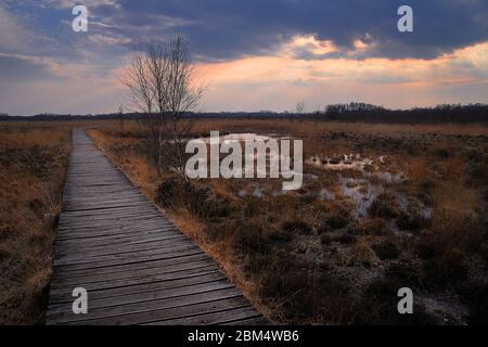 Sonnenuntergang in leerer Promenade durch Moor mit orangefarbenem Gras im Naturpark Hochmoor Haaksbergerveen, Niederlande Stockfoto