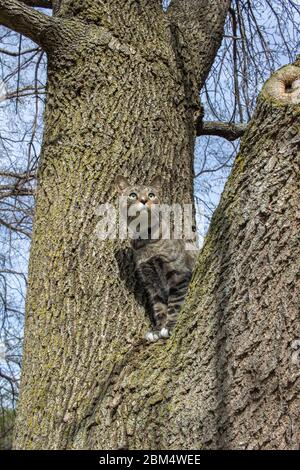 Nahaufnahme Porträt Ansicht eines niedlichen häuslichen grau gestreift gestromt Katze sitzt auf einem reifen Baum Gliedmaßen Stockfoto