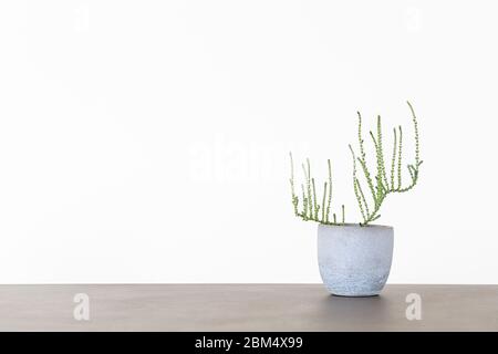 Kleine saftige Zimmerpflanze in einem grauen Topf auf weißem Hintergrund mit Kopierraum isoliert Stockfoto