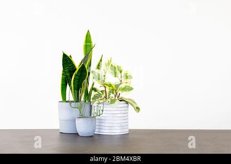 Drei Zimmerpflanzen in Töpfen isoliert vor weißem Hintergrund mit Kopierraum. Zu den Pflanzen gehören eine sansevieria, peperomia und eine Sukkulente. Stockfoto