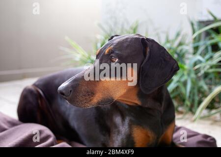 Dobermann Hund mit natürlichen Ohren, die draußen liegen und zur Seite schauen Stockfoto