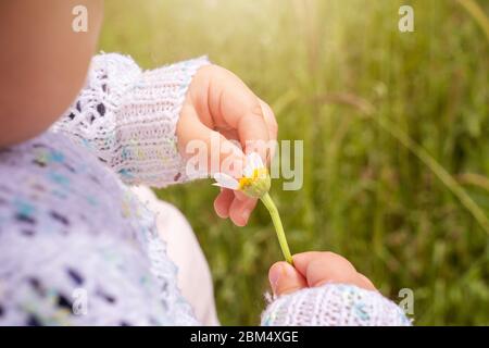 Baby Mädchen hält in den Händen weiße Gänseblümchen Blütenblätter und zupfen für ihr Vermögen Stockfoto