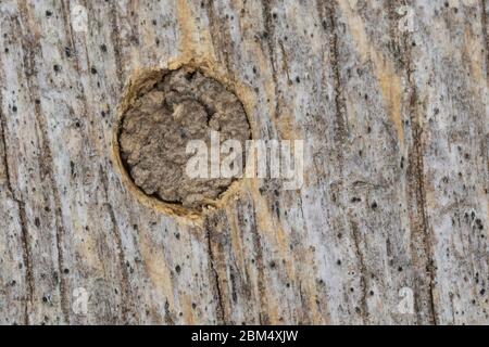 Rote Mauerbiene, Rostote Mauerbiene, Mauerbiene, Mauer-Biene, Nestverschluß, Nestverschluss, Loch wird mit Sand, Lehm und Erde verschlossen, Nest, Ne Stockfoto