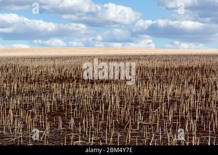 Ländliche Felder in Western Australia nach der Ernte. Raue Landschaft. Stockfoto