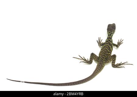 Baby Juvenile Sailfin Dracheneidechse (Hydrosaurus weberi) isoliert auf weißem Hintergrund Stockfoto