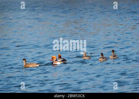 Red Crested pochard Familie oder Herde schwimmend im blauen Wasser von keoladeo. Wildlife Landschaft Rahmen keoladeo Nationalpark oder Vogelschutzgebiet, bharatpur Stockfoto