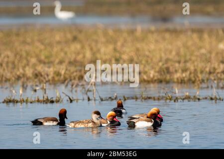 Red Crested pochard Familie oder Herde schwimmend im blauen Wasser von keoladeo. Wildlife Landschaft Rahmen keoladeo Nationalpark oder Vogelschutzgebiet, bharatpur Stockfoto