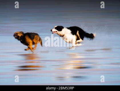 Hunde spielen Jagd am Strand. Stockfoto