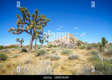 joshua Tree Nationalpark, usa Stockfoto