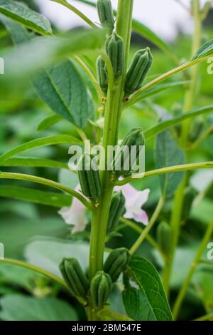 Sesamsamen-Blüte am Baum Sesam ist eine hohe jährliche krautige Pflanze aus tropischen und subtropischen Gebieten, die für ihre ölreichen Samen kultiviert wird. Stockfoto