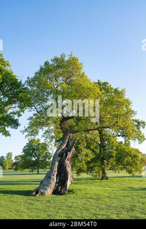 Quercus robur. Alte Eiche mit ausgehöhlten Stamm im Blenheim Park an einem frühen Frühlingsmorgen. Woodstock, Oxfordshire, England Stockfoto