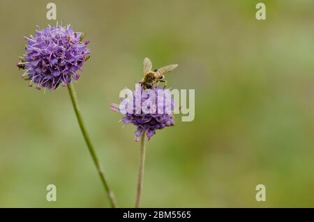 Luftkissenfliegen auf Scabious Stockfoto