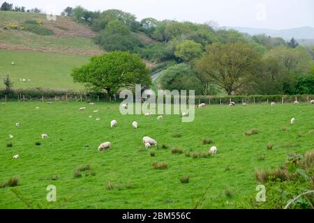 Schafe und Lämmer grasen in einem grünen Feld im April Frühling Landschaft in Carmarthenshire Wales UK. Großbritannien KATHY DEWITT Stockfoto