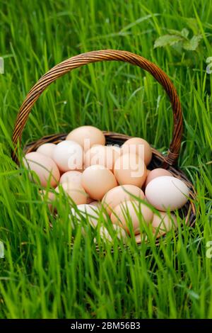 Korb mit Eiern auf dem Gras. Stockfoto