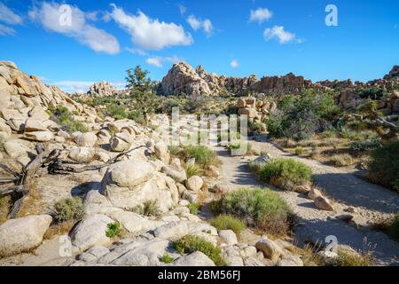 Wandern auf dem versteckten Talweg im joshua Tree Nationalpark, kalifornien in den usa Stockfoto