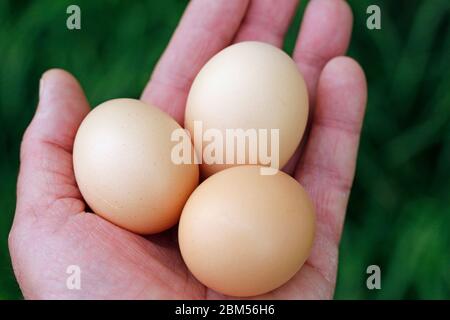 Eier zur Hand. Stockfoto