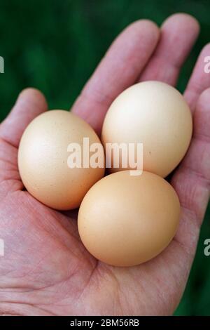 Eier zur Hand. Stockfoto