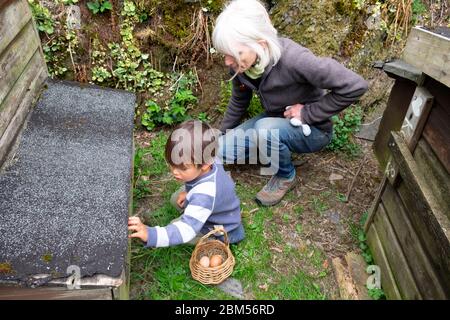 Kleiner Junge 3 Jahre und Großmutter sammeln Eier in einen Korb aus einem Hühnerstall Hühnerstall Henne Haus auf kleinbäuerlichen Carmarthenshire Wales UK KATHY DEWITT Stockfoto